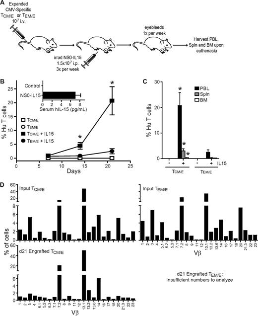 Figure 3. IL-15-dependent engraftment of CMV-specific TCM/E cells in NOG mice is greater than that of TEM/E. (A) Schematic of the experiment. (B) Mean percentage (± SE) of human T cells (CD45+ CD8+) in peripheral blood lymphocytes (PBLs) of mice engrafted with TCM/E (squares) or TEM/E (circles) was determined by flow cytometry (n = 5). *P < .05, TCM/E versus TEM/E cell engraftment in the presence of NS0-IL-15 cells (unpaired Student t test). (Inset) Mean levels of human IL-15 (± SE) in day 7 serum of NOG mice that had received 3 intraperitoneal injections of 1.5 × 107 irradiated NS0-IL-15 cells (n = 6) or in control mice (n = 10). (C) Mean percentage of human T cells (CD45+ CD8+) plus or minus SE in mouse PBL, bone marrow, and spleen at day 21. *P < .05, TCM/E cell engraftment in each organ versus that of TEM/E in the presence of NS0-IL-15 cells. (D) TCR Vβ repertoire of the CMV-specific TCM/E and TEM/E before (Input) and after (d21) engraftment. Percentage of CD3+ cells (Input) or CD45+ CD3+ cells (d21) that were positive for the indicated TCR Vβ genes was determined by flow cytometry.