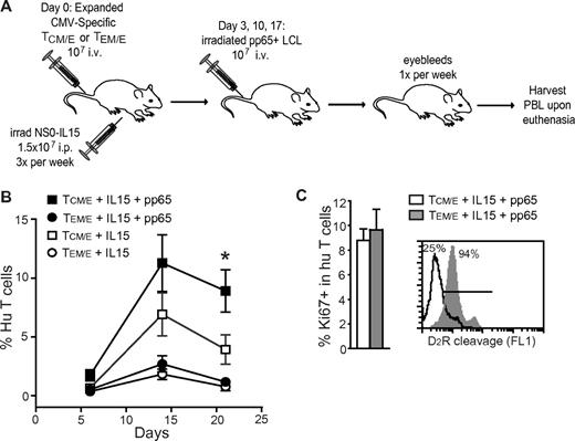 Figure 6. Adoptively transferred CMV-specific CD8+ TCM/E exhibit a better response to antigen challenge in vivo than TEM/E. (A) Schematic of in vivo antigenic stimulation of engrafted CMV-specific TCM/E and TEM/E. (B) Engraftment of CMV-specific TCM/E (squares) or TEM/E (circles) was carried out with (black) or without (white) administration of irradiated CMV pp65-expressing LCLs at days 3, 10, and17; and mean percentage (± SE) of human T cells (CD45+ CD8+) in mouse PBL was determined by flow cytometry (n = 6). *P < .05, engraftment of TCM/E alone versus pp65-driven TCM/E engraftment (unpaired Student t test). (C) On euthanasia at day 28, PBLs were harvested and analyzed by flow cytometry for percentage of Ki-67+ cells in the human T-cell population (left) and for the ability of CD45+ human T cells to cleave the caspase substrate D2R (right).