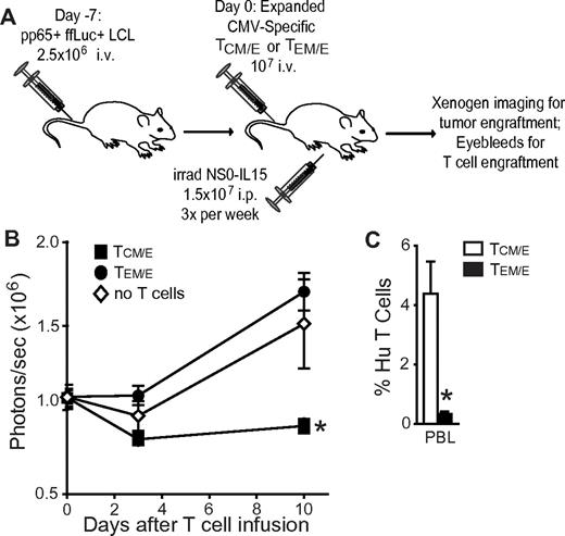 Figure 7. Adoptively transferred CMV-specific CD8+ TCM/E exhibit superior protection from tumor challenge. (A) Schematic of the in vivo tumor challenge experiment. (B) Engraftment of pp65+ ffLuc+ LCL in animals treated with or without CMV-specific TCM/E or TEM/E was determined by Xenogen imaging; and mean (± SE) of total flux levels of luciferase activity are shown for each group (n = 5). *P < .05, animals treated with TCM/E versus either untreated or TEM/E-treated animals (analysis of variance). (C) Mean percentage (± SE) of human CD45+CD8+ cells in day 10 mouse PBL was determined by flow cytometry. *P < .05, TCM/E versus TEM/E engraftment (unpaired Student t test).