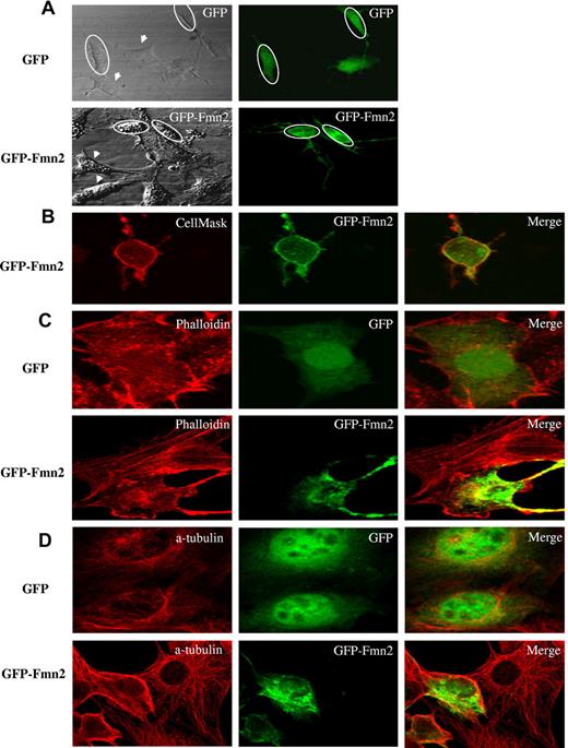 Figure 3. Subcellular localization of Fmn2 and its effect on cytoskeleton. The GFP-tagged Fmn2 protein was localized in NIH/3T3 cells and (A) tested for its effect shown on the shape of the cells. (B) Plasma membrane labeling with CellMask. (C) Actin labeling with AlexaFluor-555–conjugated phalloidin. (D) α-tubulin labeling with anti–α-tubulin antibody. Images were captured by a laser-scanning confocal microscope (Bio-Rad MRC-1024 ES) mounted on a Nikon TE-300 using a 60×/1.4 NA oil Plan Apo VC objective, digitally acquired using Laser Sharp software Version 3.2 (Bio-Rad), and analyzed using NIH ImageJ Version 1.42l software. Data are representative of 3 independent experiments. The GFP vector alone was used as a control. Ovals and arrows indicate transfected and nontransfected cells, respectively.