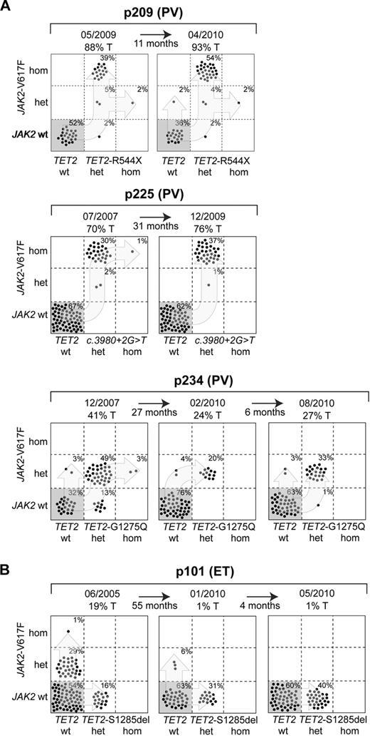 Figure 1. Analysis of single colonies for mutations in TET2 and JAK2. Mononuclear cells from peripheral blood were grown in methylcellulose. Single burst forming units erythroid (BFU-E) were picked and analyzed individually for the presence of TET2 and JAK2-V617F mutations by DNA sequencing and allele-specific polymerase chain reaction, respectively. Each colony is represented by a dot that is placed into one of 6 quadrangles representing the 6 possible genotypes: wild-type (wt), heterozygous (het) and homozygous (hom) for JAK2-V617F on the vertical axis, and for TET2 mutations on the horizontal axis. The unique patient numbers, the diagnoses (PMF indicates primary myelofibrosis; ET, essential thrombocythemia; and PV, polycythemia vera) and the allelic ratio of JAK2-V617F in purified granulocytes (%T) are shown above the corresponding boxes. Light blues arrows indicate the suggested order of mutation events. (A) Patterns from patients with homozygous colonies at the first time point, which did not expand. (B) Patterns compatible with a biclonal state of the disease with a gradual decrease in JAK2-V617F allelic burden.