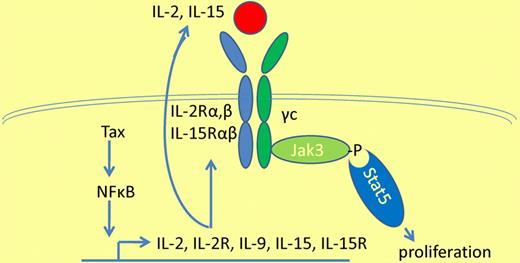 Constitutive Jak-Stat signaling in HTLV-1 infection resulting in overexpression of interleukins 2, 9, and 15, interleukin receptors 2 and 15, and activation of Jak3 and Stat5, resulting in lymphocyte proliferation.