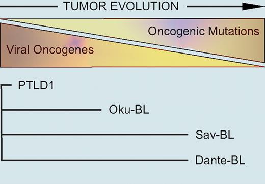 A hypothesis for EBV-induced lymphomagenesis. EBV transforms B lymphocytes, providing cells with much potentially oncogenic information. However, the viral genes these EBV-positive “proto” tumor cells express are immunogenic, placing the cells under strong negative selection by the immune system. In response, tumor cells evolve to express fewer viral genes by gaining cellular mutations that replace the functions of viral oncogenes. Different tumor cells express distinct sets of latent viral genes reflecting their in vivo evolution away from dependence on the virus and toward dependence on cellular mutations. The lengths of the lines for each tumor cell line reflect the hypothesized extent of this evolution. See the complete figure in the article beginning on page 1977.
