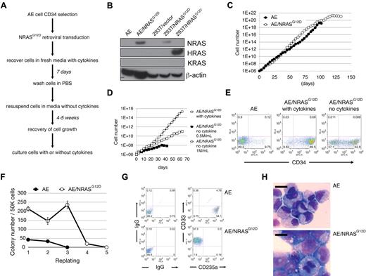 Figure 1. AE/N-RasG12D cells exhibit various features of oncogenic transformation. (A) The “cytokine depletion protocol” for establishing AE/N-RasG12D cells. (B) Western blotting for the indicated proteins. (C) AE and AE/N-RasG12D cells were plated at 0.5 × 106/mL. Cells were counted twice a week, followed by replating at the initial density. (D) AE/N-RasG12D cells grown with cytokine supplementation were plated at 0.5 × 106/mL. AE/N-RasG12D cells grown in the absence of cytokines were plated at 0.5 × 106/mL or 1 × 106/mL. Cells were counted twice a week, followed by replating at the initial density. (E) AE and AE/N-RasG12D cells were stained with allophycocyanin-conjugated anti-CD34 antibody and analyzed by flow cytometry. (F) One representative experiment showing enhanced colony-forming and replating abilities of AE/N-RasG12D cells. CD34+ AE and AE/N-RasG12D cells were plated in methylcellulose media at 5 × 104 cells/mL per plate in triplicate. The number of colonies was scored after 14 days. Cells were collected, washed with phosphate-buffered saline, and replated at 5 × 104 cells/mL per plate in triplicate. (G) Cells collected from methylcellulose media were immunostained with antibodies against the indicated surface markers, followed by flow cytometric analysis. (H) A total of 1 × 105 cells were cytocentrifuged onto glass slides and Wright-Giemsa stained. Pictures were photographed using Leica LAS software with LeicaDMI6000B Inverted Research Microscpoe, 40× dry objective and Leica DFC290HD camera. Bars represent 10 μm.