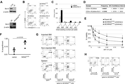 Figure 2. AE/N-RasG12D cells have enhanced self-renewal and improved in vivo engraftment partly as a result of Bcl-2 up-regulation. (A) Top: CD34+ umbilical cord blood cells were retrovirally transduced with vector control (CON) or AE and expanded for 2 weeks. Cells were then collected for blotting of indicated proteins. Bottom: Protein lysates from AE and AE/N-RasG12D cells were blotted for the indicated proteins. (B) Cells were analyzed by flow cytometry for expression of annexin V and uptake of 7-amino-actinomycin D (7-AAD). (C) Colony formation assay was performed as described in Figure 1F with indicated cell numbers. (D) Long-term culture-initiating cells assay comparing AE/pBabe and AE/Bcl-2 cells. (E) Cells were treated with ABT-737 compound at indicated concentrations for 72 hours in triplicate, followed by WST-1 cell proliferation assay. Optical density (OD) values obtained from each experiment were normalized to vehicle control (0μM group). Averages from multiple experiments are shown: n = 5 in parent AE and AE/N-Ras cytokine(−); n = 3 in AE/N-Ras cytokine(+). Bars represent SD. *P < .05. (F) AE cells were transduced with viruses containing an empty vector or the N-RasG12D gene, followed by injection of 5 × 105 cells into the left femur of NSG mice. Initial transduction was approximately 20% in both groups. Six weeks after injection, bone marrow aspiration was performed in the injected bone to determine engraftment; n = 6 in each group. (●) represents one mouse. White bars represent average. (G-H) AE/N-RasG12D cells were injected intrafemorally into NSS mice (G) or NSG mice (H). Total bone marrow cells from injected and noninjected bones as well as total spleen cells were obtained by crushing the organs, followed by immunostaining with antibodies against indicated surface markers and flow cytometric analysis.