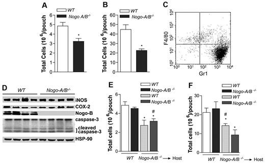 Figure 1. Vascular Nogo-A/B regulates neutrophil infiltration into air pouches. Nogo-A/B−/− mice displayed a significant reduction of (A) carrageenan and (B) zymosan (1% or each, wt/vol)-induced neutrophil recruitment into the air pouches 4 hours after instillation compared with WT mice (n = 5 per group). (C) Four hours after intrapouch injection of carrageenan, leukocytes were recovered and evaluated for lineage molecule expression Gr-1 (neutrophil marker) and CD68 (monocyte/macrophage marker) on leukocytes isolated from the pouch or (D) 24 hours for evaluation of protein expression by Western blot analysis (n = 4 per group). (E) Carrageenan and (F) zymosan air-pouch models were created in chimeric mice WT → Nogo-A/B−/−, Nogo-A/B−/− → WT and control WT → WT, Nogo-A/B−/− → Nogo-A/B−/− (n = 5 per group). Mice were killed 4 hours after instillation, and viable cells recovered from the pouches were counted using trypan blue. The data shown represent the means ± SEM. *P < .05; **P < .01 compared with WT group; #P < .05 compared with Nogo-A/B−/− → WT group.