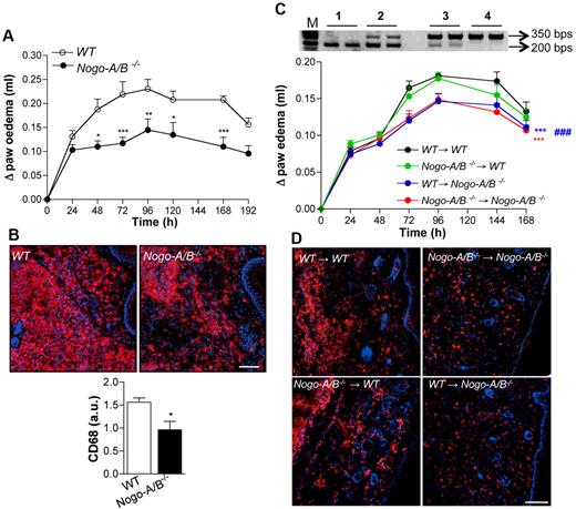Figure 2. Paw edema and monocyte infiltration are markedly reduced in Nogo-A/B−/− mice. (A) Nogo-A/B−/− mice displayed reduced paw edema formation (n = 6 per group) after intraplantar injection of carrageenan. PCR on mouse blood cells 6 weeks after bone marrow transplantation confirmed the engraftment of donor bone marrow. (B) Immunostaining for CD68, a monocyte/macrophage marker, in sections from WT and Nogo-A/B−/− mice 72 hours after carrageenan injection. Nogo-A/B−/− mice showed a reduction of CD68+ monocytes/macrophages in the paw compared with WT mice (as quantified in the graph). Bar = 100 μM. (C) Carrageenan-induced paw edema was induced in lethally irradiated WT and Nogo-A/B−/− mice transplanted with bone marrow from WT mice (WT → WT; WT → Nogo-A/B−/−) or Nogo-A/B−/− mice (Nogo-A/B−/− → WT; Nogo-A/B−/− → Nogo-A/B−/−) (n = 12 per group). (D) CD68 immunostaining of paw sections 72 hours after carrageenan injection in bone marrow–transplanted mice. Bar = 100 μM. The data shown represent the means ± SEM *P < .05; **P < .01, ***P < .001. Bar = 100 μm.