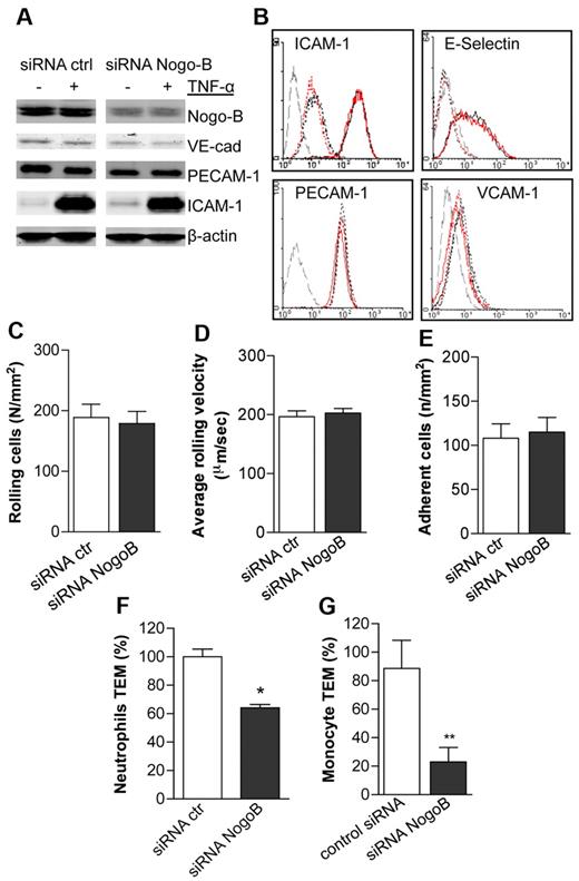Figure 4. The absence of Nogo-B reduces the transmigration of neutrophils and monocytes across endothelial cell monolayers. (A) Western blot analysis for Nogo-B and the adhesion molecules VE-cadherin, PECAM-1, and ICAM-1, on HDMECs transfected for 48 hours with siRNA Nogo-B and control, and stimulated with TNF-α (10 ng/mL) for 24 hours. (B) FACS analysis for E-selectin, ICAM-1, VCAM, and PECAM-1 on HDMECs transfected for 48 hours with siRNA Nogo-B and control. Transfected cells were stimulated with TNF-α (10 ng/mL) for 4 or 24 hours, and surface expression of E-selectin or ICAM-1, VCAM, and PECAM-1 expression was analyzed by FACS. TNF-α–stimulated siRNA Nogo-B or control treated HDMEC monolayers were used in flow-chamber experiments, as described in “Methods.” The number of rolling neutrophils per square millimeter (C), the average rolling velocity of neutrophils (D), and firmly adherent neutrophils (E) were not different. However, knock-down of Nogo-B in HDMECs reduced the transmigration of (F) neutrophils and (G) monocytes (THP-1) compared with control, siRNA-treated HDMECs.