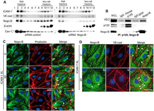 Figure 5. Nogo-B cofractionates, interacts with VE-cadherin, and translocates toward the junction on ICAM-1 cross-linking. (A) ICAM-1, VE-cadherin, and Nogo-B sedimentation in raft membrane fractions analyzed by sucrose gradient fractionation. Nogo-B siRNA–treated or control treated HDMECs were stimulated with TNF-α (10 ng/mL for 24 hours) and then fractionated. β-Actin was used as a marker for non-raft fractions and Cav-1 for rafts and caveolae. (B) TNF-α–treated HDMECs were lysed and p120 or Nogo-B coimmunocoprecipitated. Samples were then analyzed by Western blotting using anti–VE-cadherin, anti-p120, and anti–Nogo-B antibodies, respectively. Isotype-matched, nonimmune antibody served as the control for immunoprecipitation experiments. The immunoblot shown is representative of 3 independent experiments. (C) Immunofluorescence labeling of Nogo-B (green) and F-actin–rich stress fibers (phalloidin, red) before and after ICAM-1 cross-linking for 30 and 60 minutes. Cells were stimulated with TNF-α (10 ng/mL) before ICAM-1 cross-linking. Nuclei were stained with 4,6-diamidino-2-phenylindole, dihydrochloride (blue). Bar = 20 μm. (D) Immunofluorescence colabeling of Nogo-B (green) and VE-cadherin (red) before (i-iii) and after ICAM-1 cross-linking (iv-vi). Nuclei were stained with 4,6-diamidino-2-phenylindole, dihydrochloride (blue). Bar = 20 μm. Images were captured with a Zeiss Axiovert epifluorescence microscope and a 63× oil-immersion objective. XL, cross-linking.