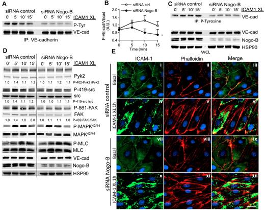 Figure 6. Nogo-B deficiency impairs ICAM-1 cross-linking–induced VE-cadherin phosphorylation but not ICAM-1 clustering, stress fiber formation, and MLC phosphorylation. (A) Tyrosine phosphorylation of VE-cadherin after ICAM-1 cross-linking. HDMECs were transfected with Nogo-B siRNA or control siRNA were stimulated with TNF-α (10 ng/mL) for 24 hours, serum-starved, and incubated with ICAM-1 antibody 15.2 (5 μg/mL) for 30 minutes, followed by cross-linking for the indicated times. VE-cadherin immunoprecipitates were then analyzed by immunoblotting against phosphorylated tyrosine (4G10, PY20 clone). (B) The amount of tyrosine-phosphorylated VE-cadherin was quantified by densitometry from 4 independent experiments and is expressed as the fold increase of untreated controls. (C) Whole-cell lysates (WCLs) from HDMECs treated as described were immunoprecipitated for phosphotyrosine using the antibody PY20 or the 4G10 clone, and immunoprecipitates were analyzed by immunoblotting against VE-cadherin. The phosphorylation of VE-cadherin on ICAM-1 cross-linking was reduced in Nogo-B siRNA compared with control siRNA–treated HDMECs. (D) The activation of additional pathways (P-410 Pyk2, Pyk2, P-419-src, src, P-861-FAK, FAK, P-MAPK42/44, MAPK, P-MLC, MLC) were examined after ICAM-1cross-linking. Densitometric quantification of phospho/total for each pathway is below. (E) The loss of Nogo-B did not impair ICAM-1 clustering or stress-fiber formation. HDMECs transfected with Nogo-B siRNA or control were stimulated with TNF-α (10 ng/mL) for 24 hours, and surface ICAM-1 (green) and F-actin (red) examined after ICAM-1 cross-linking for 1 hour. Bar = 20 μm. Images were captured using a Zeiss Axiovert epifluorescence microscope and a 63× oil-immersion objective. XL, cross-linking.