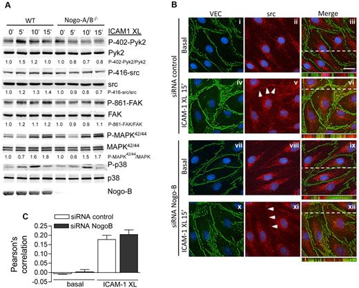 Figure 7. Nogo-B mediates ICAM-1–induced src and Pyk2 activation in MLECs, but does not affect VE-cadherin or src localization. (A) Nogo-A/B−/− and WT MLECs were treated with TNF-α as above, followed by ICAM-1 cross-linking for 5 minutes, 10 minutes and 15 minutes. Lysates were analyzed by immunoblotting with antibodies and the phospho/total ratio determined for each pathway. (B) Immunofluorescence microscopy of VE-cadherin (green) and src (red) in TNF-α–stimulated HDMECs in the absence or presence of Nogo-B before (basal) and after ICAM-1 cross-linking (ICAM1-XL, 15 minutes). Blue reflects 4,6-diamidino-2-phenylindole, dihydrochloride staining of nuclei. Bar = 20 μm. The images in panel B were captured at a 0.3-μm slice thickness (z-stack) using a Zeiss Axiovert epifluorescence microscope and a 63× oil-immersion objective, followed by deconvolution using Openlab software. In panel C, the colocalization of src and VE-cadherin was quantified using the Pearson correlation. Data are representative of at least 3 experiments. XL, cross-linking.