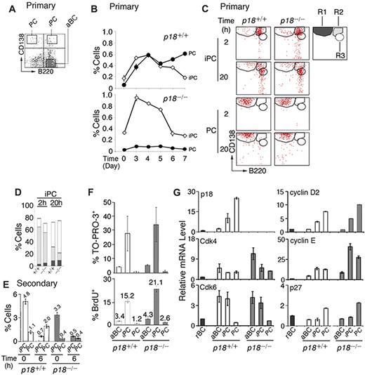 Figure 1. Generation of rapidly cycling and apoptotic iPCs in the TD response. (A) A representative FACS analysis of CD138 and B220 expression in the low-density splenic B cells isolated from p18+/+ mice. (B) Percentage of p18+/+ and p18−/− iPCs and PCs in the low-density fraction on indicated days after NP-CGG immunization. (C) FACS analysis of iPCs and PCs at indicated hours after sorting and incubation in B media; R1 (CD138hi/B220lo), R2 (CD138hi/B220hi), and R3 (CD138m/B220hi) are as marked. (D) The percentage of R1, R2, and R3 generated from iPCs at 2 and 20 hours as shown in panel C. (E) Percentage of iPCs and PCs in p18+/+ and p18−/− mice on day 4 of the secondary NP-CGG response, before or 6 hours after coculture with MC3T3 cells. (F) Percentage of TO-PRO-3+ and BrdU+ cells after a 2-hour-pulse in vivo in p18+/+ and p18−/− mice. (G) qPCR analysis of relative mRNA levels in sorted p18+/+ and p18−/− populations. rBC indicates resting B cell; aBC, activated B cell; iPC, intermediate plasma cell; PC, plasma cell.