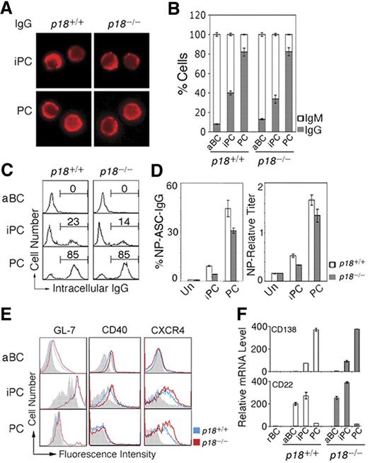 Figure 2. iPCs are transitional in IgG secretion and retain B-cell signatures. (A) IMF of intracellular IgG in sorted p18+/+ and p18−/− iPCs and PCs on day 7 after NP-CGG immunization. (B) Proportion of IgG- or IgM-expressing cells by IMF and (C) FACS analysis of cytoplasmic IgG, both in sorted p18+/+ and p18−/− populations. (D) Elispot analysis of cells secreting NP-specific IgG (ASC) in unsorted cells (Un) and sorted p18+/+ and p18−/− populations after coculturing with MC3T3 cells for 2 days; enzyme-linked immunosorbent assay of relative NP-specific IgG secreted into media. (E) FACS analysis of surface markers in p18+/+ and p18−/− populations; gray represents isotype control. (F) qPCR analysis of relative mRNA in sorted p18+/+ and p18−/− populations.