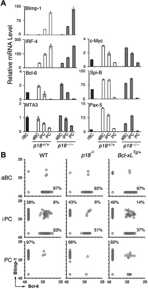 Figure 4. iPCs express Blimp-1 and Bcl-6 mutually exclusively and the minority expressing both are maintained by p18 and Bcl-xL. (A) qPCR analysis of relative mRNA levels in sorted p18+/+ and p18−/− populations. (B) Single-cell qPCR analysis of Bcl-6 and Blimp-1 expression in aBCs, iPCs, and PCs from wild-type, p18−/−, and Bcl-xLTg/+ mice on day 7 after NP-CGG immunization. Percentages were calculated from the total number of cells expressing Bcl-6, Blimp-1, or both.