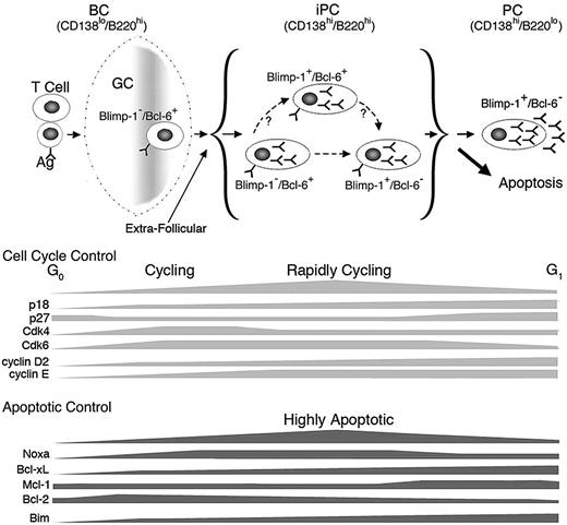 Figure 7. Model for homeostatic cell-cycle control of PC differentiation. PCs are generated via the GC reaction or the extrafollicular response in a TD response. iPCs are transient intermediates between aBCs and PCs and consist of 3 populations: Blimp-1−/Bcl-6+, Blimp-1+/Bcl-6+, and Blimp-1+/Bcl-6−. p18 and Noxa mediate cell-cycle control of iPC homeostasis during differentiation to end-stage PCs.
