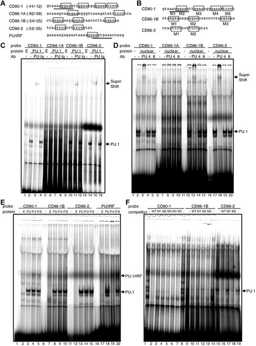 Figure 4. Direct binding of PU.1 to cis-enhancing sequences in the CD80 and CD86 promoters. EMSA with each probe and in vitro–translated PU.1 protein. Common Ets-motif (GGAA) and PU.1-recognizable sequence (AGAA) in the probes are boxed (top). PU/IRF probe is bound with PU.1/IRF4 or IRF8 heterodimer via overlapping Ets (GGAA; boxed) and IRF (AANNGAAA; underlined) sequence.26 Protein, in vitro transcription/translation reacted mixture using empty vector pCR3.1 (E), pCR-PU.1 (PU.1, PU, or P), pCR-IRF (4), pCR-IRF8 (8), or nuclear extract prepared from PU.1-overexpressing RAW264.7 (nuclear). antibody, anti–PU.1 goat IgG antibody (PU), anti–IRF4 goat IgG antibody (4), anti–IRF8 goat IgG antibody (8), or control goat IgG (Ig). CD80-1 M1-5, CD86-1B M1-3, and CD86-2 M1 and M2 (F) are competitive oligonucleotides with mutant sequences at each indicated site (B). WT is each self competitor with a wild-type sequence (F).