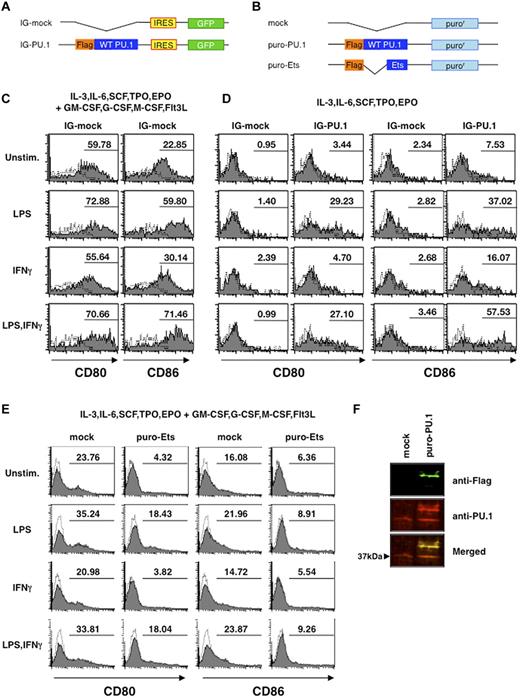 Figure 5. Effects of enforced expression of PU.1 on cell-surface expression of CD80 and CD86. (A) Schematic drawing of plasmids pMX-IG (IG-mock) and pMX-IG-PU.1 (IG-PU.1) used in Figures 5C-D and 7D). (B) Schematic drawing of plasmids pMX-puro (mock), pMX-puro-PU.1 (puro-PU.1), and pMX-puro-Ets (puro-Ets) used in Figure 5E and F. Lin− cells were transfected with the pMX-IRES/GFP series and transfectants were monitored as GFP-positive cells. Cells were incubated with infectious viruses for 3 days in the presence of IL3, IL6, SCF, TPO, and EPO with (C) or without (D) GM-CSF, G-CSF, M-CSF, and Flt3L. Three days after infection, cells were stimulated with or without 1 μg/mL of LPS and/or 100 ng/mL of IFNγ for 24 hours, followed by staining with PE-labeled mAbs, and transfectants were monitored as GFP-positive cells (C-D). Lin− cells transfected with the pMX-puro series were incubated with the cytokine mixture as in panel C (for E) or panel D (for F). To concentrate transfectants, cells were maintained for 10 days in the presence of puromycin (2 μg/mL). Solid line histogram represents cells with each antibody. Dotted line histogram represents negative control with 2.4G2 alone. Representative results are shown. (F) Western blotting to compare endogenous and exogenous PU.1 protein levels in retrovirus transfectants. Green, anti–Flag antibody; red, anti–PU.1 antibody.
