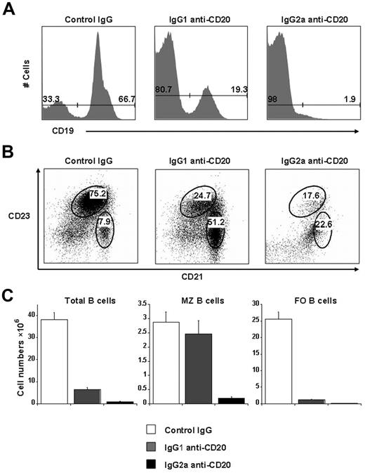 Figure 1. The differential effect of B-cell depletion by 2 subclasses mouse anti–mouse CD20 monoclonal antibodies. E16 mice (n = 3 or 4) were intravenously injected with 250 μg of either IgG1 or IgG2a anti-CD20, or the same dose of control mouse IgG1 + IgG2a. Two weeks after the antibody treatment, the extent of B-cell depletion was evaluated using the splenic cells by cell counting and fluorescence-activated cell sorter analysis of B-cell surface markers. (A) The representative bar graphs for the percentage of B cells (CD19+). (B) The representative dot plots for the percentage of MZ B cells (CD23intCD21hi) and FO B cells (CD23hiCD21low) after gating on CD19+ cells. (C) The absolute numbers of total B cells (left panel), marginal zone B cells (middle panel), and follicular B cells (right panel). Data are mean ± SEM. Representative data from more than 3 independent experiments with similar results.