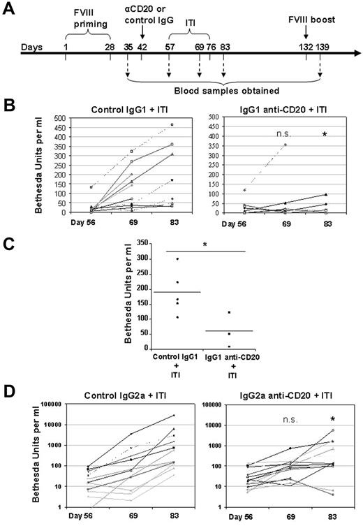 Figure 2. Partial B-cell depletion using IgG1 anti-CD20 promotes tolerance to FVIII during an ITI protocol. (A) Outline of the experimental protocol. B-cell depletion using a single dose of anti-CD20 antibody treatment in the FVIII primed E16 mice was followed by a daily high-dose FVIII intravenous injection to model clinical ITI therapy. The mice were bled at various time points for evaluation of anti-FVIII antibody levels and inhibitor formation. (B) Inhibitor formation during the course of an ITI protocol in IgG1 anti-CD20 mAb or control IgG1-treated mice. The FVIII-primed mice (n = 7-11) received IgG1 anti-CD20 mAb (right panel) or control IgG1 (left panel) were further treated with daily intravenous injections of high-dose FVIII (2 μg per mouse) to mimic the clinical ITI therapy. The mice were bled before (day 56), during (day 69), and one week after the end of an ITI protocol (day 83). Inhibitor titers were evaluated by Bethesda assay. A single dose of IgG1 anti-CD20 pretreatment prevented the increase in inhibitor formation in the majority of treated mice. (C) Inhibitor formation on delayed challenge after the IgG1 anti-CD20 treatment. Three months after the IgG1 anti-CD20 or control IgG1 treatment followed by an ITI protocol, the surviving mice were boosted again by intraperitoneal injection of 2 μg of FVIII. The inhibitor titer remained significantly lower in the IgG1 anti-CD20 group than in the control group. (D) The effect of B-cell depletion with IgG2a anti-CD20 on inhibitor formation during the course of an ITI protocol. In an independent experiment, FVIII-primed mice (n = 15) received either IgG2a anti-CD20 mAb (right panel) or control IgG2a (left panel) and were further treated with daily intravenous injection of high-dose FVIII (2 μg per mouse) to mimic the clinical ITI therapy. The mice were bled before (day 56), during (day 69), and one week after the end of an ITI protocol (day 83). Inhibitor titer was evaluated by Bethesda assay. n.s. indicates not significant. *P < .05, compared with control IgG treatment in terms of increase for inhibitor titers at day 69 and day 83, respectively (B,D). *P < .05 compared with control (C) (Mann-Whitney U test, 1-tailed).