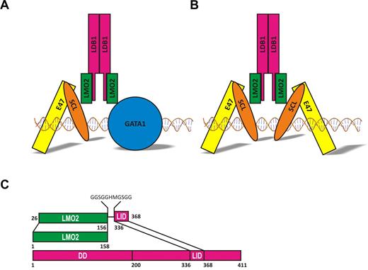 Figure 1. Schematic models of LMO2 complexes. (A) model of the pentameric complex bound to DNA through the heterodimer SCL/E47 and GATA1. (B) Complex seen in leukemic T cells isolated from lmo2 transgenic mice. (C) Schematic representation of the LMO2:LDB1-LID fusion protein.