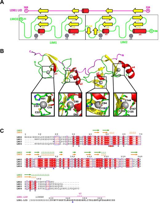 Figure 2. Structure of LMO2:LDB1-LID and its sequence alignment with LMO1, LMO3, and LMO4. (A) Schematic representation of the topology of the LMO2:LDB1-LID complex. LMO2 is colored in green, and the LID domain of LDB1 in magenta. β-strands are colored in yellow, helices in red, and zinc atoms in gray. (B) Ribbon diagram showing the LMO2:LDB1-LID complex. Close-up of residues interacting with each zinc finger. (C) Residue conservation between human LMO1, LMO2, LMO3, and LMO4. Conserved amino acids drawn in red boxes; similar amino acids in red type. Residues involved in zinc fingers are marked with a gray sphere, the 2 residues located at the hinge region are marked with a blue triangle, and the residues interacting with LDB1 R360 are marked with a red square.
