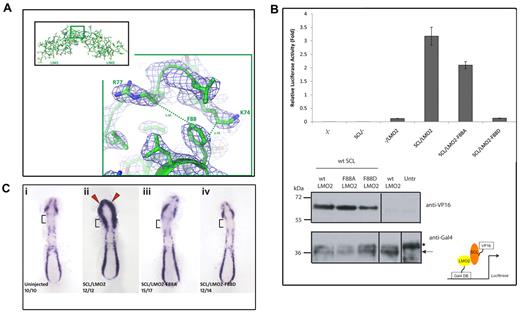 Figure 4. The hinge motif F88 in LMO2 is required for functional interaction with SCL/TAL1. (A) Details of the LMO2 structure model around hinge residue F88 (region in green inset) shown in a balls-and-stick representation and the corresponding electron density map (contoured at a σ level of 1). The structurally proximal residues K74 and R77 belonging to the LIM1 domain are also shown. (B) Mammalian 2-hybrid assays in HEK293 cells were carried out to detail the effect of mutating the hinge motif F88. SCL/TAL1 is expressed as a VP16 fusion protein and LMO2 (wild-type and mutants) as Gal4DBD fusion proteins (diagram bottom right). (Top) Interaction between SCL/TAL1 and wild-type LMO2 activates luciferase gene expression. Mutation-dependent effects are observed when the LMO2 mutants F88A and F88D are coexpressed with SCL/TAL1. Error bars represent SD. (Bottom) Western blot analysis of expression of SCL-VP16 (top panel) and LMO2-GAL4DBD (wild-type and mutated forms, bottom panel) in transfected HEK293 cells. Antibodies are indicated on the right. Untr indicates untransfected cells. *Nonspecific band; arrow, the LMO2-Gal4DBD fusion protein. (Ci) Overexpression assay in zebrafish embryos. The hemangioblast marker Fli1 is expressed in the anterior and posterior lateral plate mesoderm in uninjected wild-type embryos. Note that Fli1 expression is absent from the cardiac mesoderm (square brackets). (Cii) Co-overexpression of wild-type Scl/Tal1 and Lmo2 mRNA causes an expansion of Fli1 expression in the head mesoderm (red arrowheads) and cardiac mesoderm (square brackets). This is abolished when Scl/Tal1 is coexpressed with the Lmo2 mutants LMO2-F88A (Ciii) or LMO2-F88D (Civ). Embryos were staged at 10 somites and flat mounted. Anterior to the top. The number of embryos displaying the phenotype is shown in each panel.
