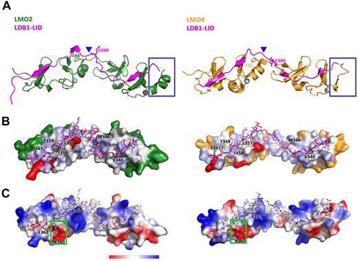 Figure 5. Structural comparison of the binding of LDB1-LID to LMO2 and LMO4. (A) Ribbon diagram showing the structural differences between LMO2:LDB1-LID (green/magenta) and LMO4:LDB1-LID (yellow/magenta). (B) Surface hydrophobicity of LMO2 (left) and LMO4 (right) with Ldb1-LID drawn as sticks representation. (C) Surface charge representation of LMO2 (left) and LMO4 (right) with Ldb1-LID drawn as sticks representation.