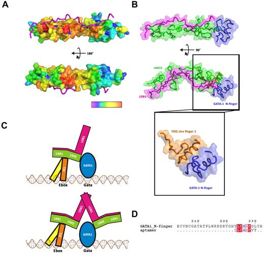 Figure 6. Putative interaction of LMO2 with SCL/TAL1-E47 and GATA-1. (A) Surface representation of the residues predicted to be involved in protein-protein interaction, from high probability (red) to low probability (violet). (B) Docking of GATA-1 N-finger (blue) onto the C-terminal zinc finger of LMO2 (green), LDB1 is colored in magenta. The GATA-1:FOG structure (PDB code 1YOJ) was used as a model for the docking. (C) Schematic representation of a possible complex of SCL/TAL1:E47:LMO2:LDB1:GATA-1 on Ebox-GATA motifs. (D) Alignment of an aptamer peptide with GATA_N-finger.