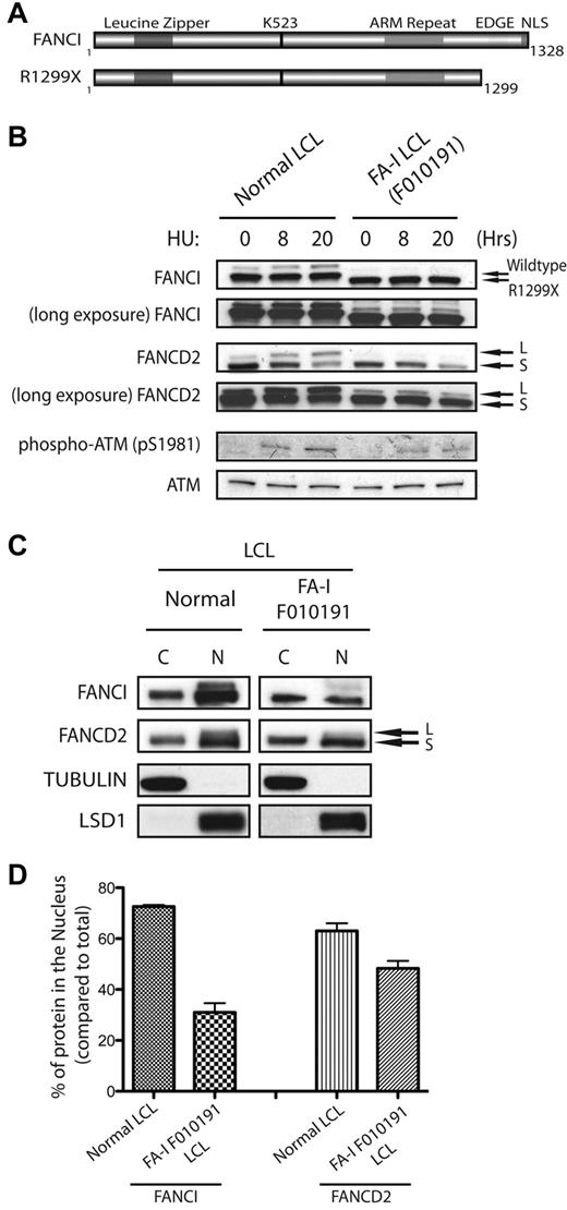 Figure 1. FANCI is mislocalized in FA-I F010191 lymphoblasts. (A) Schematic representation of WT FANCI and mutant FANCI proteins expressed in F010191 FA-I cells. In silico predicted leucine zipper, armadillo (ARM) repeat domain, EDGE motif and NLS, and lysine 523 (the monoubiquitination target of the FA core complex). (B) Time course of FANCI and FANCD2 monoubiquitination after 2mM HU treatment in normal or F010191 LCLs evaluated by Western blot analysis with the indicated antibodies. Note the slightly faster migrating FANCI protein in the F010191 LCLs resulting from the missing residues from the C-terminus. (C) Equal amounts of fractionated cytoplasmic (C) and nuclear (N) protein extracts from normal or FA-I lymphoblast lines were analyzed by Western blot with the indicated antibodies. Procedure for fractionation is described in “Subcellular fractionation.” (D) Nuclear accumulation of FANCI and FANCD2 proteins was quantified by determining the band intensity of underexposed Western blot film with ImageJ Version 1.43 software. Error bars represent SD from 3 independent experiments. The percentage of protein in the nucleus is compared with total from both cytoplasmic and nuclear fractions.
