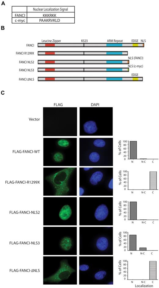 Figure 2. Exogenous expression of FANCI R1299X mutant localizes to cytoplasm in U2OS cells. (A) Table showing FANCI and c-Myc NLS amino acid sequence used in the study. NLS software (www.predictprotein.org) was used to identify the putative C-terminal NLS sequence for FANCI. (B) Schematic diagram of FANCI WT, FANCI R1299X, and FANCI R1299X proteins with the fusion of NLS sequences from FANCI (FANCI-NLS2) or c-Myc (FANCI-NLS3) at the C-terminus and C-terminal NLS deleted (FANCI-ΔNLS). (C) U2OS were transfected with the indicated Flag-tagged FANCI constructs. Forty-eight hours after transfection, cells were fixed and stained with anti-Flag antibody. 4,6-diamidino-2-phenylindole is used for DNA staining in the nucleus. A total of 200 cells were counted and scored for predominantly nuclear (N), both nuclear and cytoplasmic (N-C), or cytoplasmic (C) staining and graphed as percentage of total cells. Representative images of each expression constructs are shown.