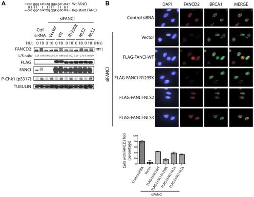 Figure 3. Addition of an NLS sequence to FANCI R1299X can rescue FANCD2 monoubiquitination and nuclear foci formation after DNA damage. (A) Diagram of the 21-bp FANCI oligonucleotide siRNA target sequence (top line). Bold letters indicate silent mutations introduced in the siRNA-resistant FANCI cDNA (bottom line). U2OS cells were transfected with control or FANCI-specific siRNA for 24 hours, followed by transfection of empty vector or the indicated FANCI expression constructs. Twenty-four hours after the second transfection, cells were treated with 2mM HU for 18 hours and FANCD2 monoubiquitinatation was assessed by Western blot analysis with the indicated antibodies. The L/S ratio between the monoubiquitinated (L) and unmodified form of FANCD2 (S) is shown and measured using ImageJ Version 1.43 software. (B) Replacement of endogenous FANCI in U2OS with empty vector or the indicated FANCI expression constructs were performed as described in panel A. Cells were then treated with 2mM HU for 18 hours and FANCD2 and BRCA1 foci formation was analyzed by indirect immunofluorescence as indicated. FANCD2 nuclear foci after HU treatment were quantified as percentage of cells with 5 or more FANCD2 foci. Error bars represent the SD from 3 independent experiments.