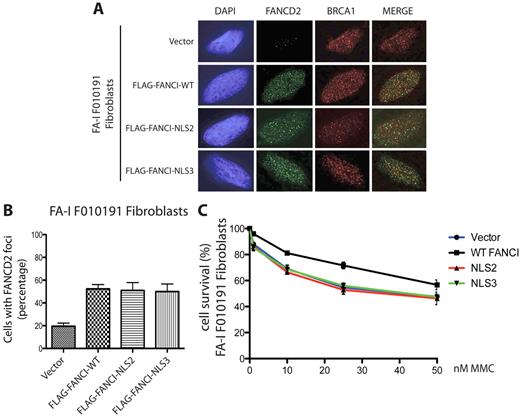 Figure 5. FANCI missing the EDGE motif fails to correct MMC sensitivity in the FA-I F010191 fibroblasts. (A) F010191 fibroblasts were transfected with empty vector or the indicated FANCI expression constructs. Forty-eight hours after transfection, cells were treated with 2mM HU for 24 hours and processed for immunostaining. FANCD2 and BRCA1 nuclear foci formation was analyzed by immunofluorescence as previously described. (B) FANCD2 nuclear foci after HU treatment were quantified. Error bars represent SD from 3 independent experiments. (C) FA-I F010191 fibroblasts were transfected with either empty vector or the indicated FANCI expression constructs; and 48 hours after transfection, cells were treated with MMC at the indicated dose for 5 more days. Percentage cell survival is shown as an average of 3 independent experiments. Error bars represent the SD for the different experiments performed.