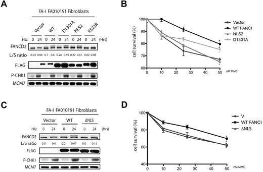 Figure 6. A deletion of the C-terminal NLS of FANCI fails to correct MMC sensitivity in the FA-I F010191 fibroblasts. (A,C) F010191 fibroblasts were transfected with empty vector or the indicated FANCI expression constructs. Forty-eight hours after transfection, cells were treated with 2mM HU for 24 hours and FANCD2 monoubiquitination was assessed by Western blot analysis and probed with the indicated antibodies. The L/S ratio was calculated as described in Figure 3A. (B,D) FA-I F010191 fibroblasts were transfected with either empty vector or the indicated FANCI expression constructs; and 48 hours after transfection, cells were treated with MMC at the indicated dose for 5 more days. Percentage cell survival is shown as an average of 3 independent experiments. Error bars represent the SD for the different experiments performed.