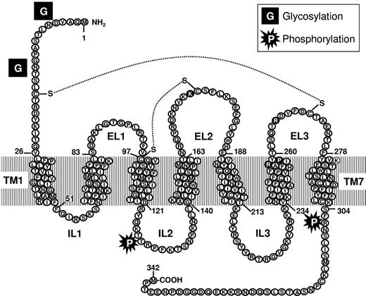 Figure 1. Predicted secondary structure of the human P2Y12 receptor. Black circles represent the sites of amino acid substitution in patients with dysfunctional P2Y12 (Table 1). TM indicates transmembrane region; EL, extracellular loop; and IL, intracellular loop.