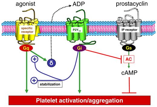 Figure 2. Central role of P2Y12 in platelet function. Green arrow represents activation; truncated red line, inhibition; blue line ending with ⊕, amplification; and dotted black line, secretion.