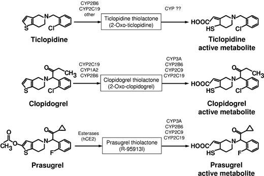 Figure 3. Metabolic pathways for the transformation of thienopyridines to their active metabolites.