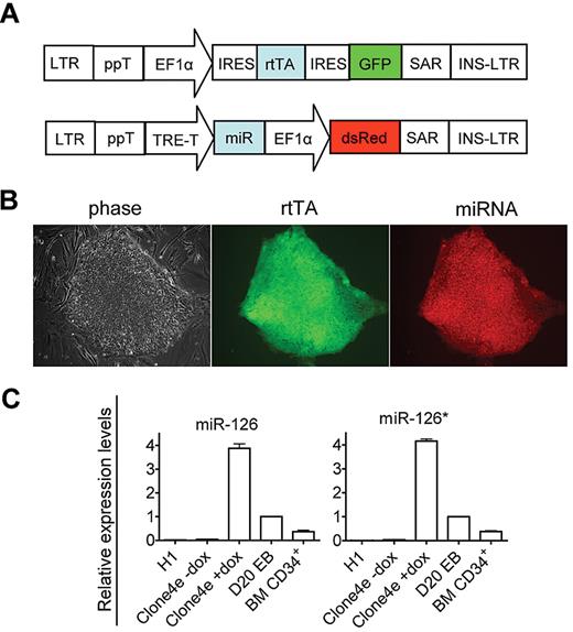 Figure 3. Generation of inducible miRs-126/126* overexpressing hESCs. (A) Schematic representation of pLTET1 and pLTRET1-miR lentiviral vectors used to derive inducible miR expressing hESCs (magnification 100×). Phase contrast and fluorescent micrographs of live cells in tissue culture media were acquired using a Zeiss Axiovert 200 model microscope with ECPlan Neofluor 10×/0.3 Ph1 objectives. Image was captured using an Optronics MagnaFIRE camera with MicroFIRE Version 070121-00X1 software. (B) Phase-contrast and immunofluorescence microscopy images of I-miRs-126/126* hESCs. (C) A total of 1 μg/mL Dox treatment induced miR-126 and 126* expression. miR expression is presented as fold induction relative to expression in day 20 EB cells.