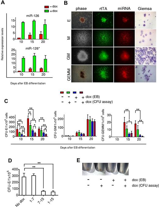 Figure 4. Suppression of erythropoiesis by miRs-126/126*. (A) A total of 1 μg/mL Dox treatment induced expression of miRs-126/126* in differentiating EBs generated from I-miRs-126/126* hESCs. miR expression is presented as fold induction relative to expression in day 10 EB cells without Dox treatment. (B) Phase-contrast and fluorescence microscopic images taken from representative erythroid (E), macrophage (M), granulocyte-macrophage (GM), and mixed myelo-erythroid (GEMM) colonies derived from day 15 miRs-126/126* overexpressing EB cells. Images of E and GEMM colonies are 100× and of M and GM colonies, 50×. Wright-Geimsa images are 200×. Phase contrast and fluorescent micrographs of live cells in methylcellulose were acquired using a Zeiss Axiovert 200 model microscope with ECPlan Neofluor 5×/0.16 or 10×/0.3 Ph1 objectives. Wright-Geimsa–stained cytospins were imaged using a Nikon Eclipse E600 model microscope with PlanApo 20×/0.75 Ph2 DM objectives. Image was captured using an Optronics MagnaFIRE camera with MicroFIRE Version 070121-00X1 software. (C) Total number of hematopoietic CFU formed in methylcellulose. (D) CFU-E output of day 15 EB cells generated from different Dox treatments. (E) Appearance of the pellets of colonies grown in methylcellulose medium for 12 days. Data are mean ± SD (n = 4). *P < .05. **P < .01