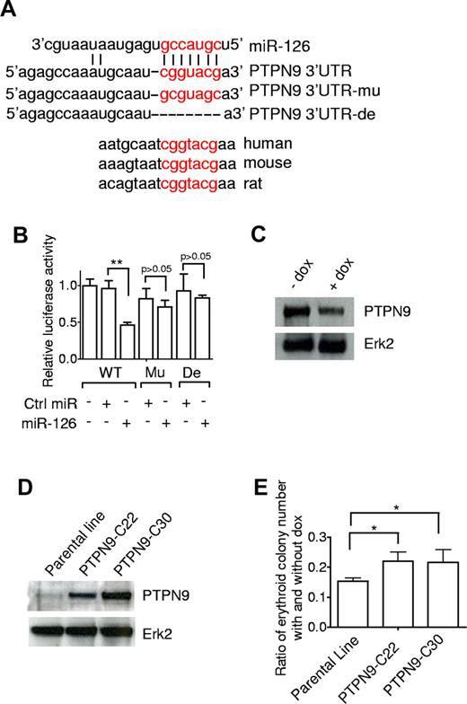 Figure 7. PTPN9 is a target of miR-126 and can partially rescue the suppression of erythropoiesis. (A) Predicted binding site for the seed sequence of miR-126 in the 3′-UTR of PTPN9 mRNA. The seed region of miR-126 (top) matches the 3′-UTR of PTPN9. Mutated (mu) and deleted (de) forms of the 3′-UTR of PTPN9 used for creating the luciferase reporter construct are shown. (B) miR-126 inhibited wild-type, but not mutated or deleted PTPN9–3′-UTR reporter activity. The 293T cells were transfected with miR-126 (or control nontargeting oligonucleotide) and luciferase construct containing different forms of PTPN9–3′-UTR as indicated. After 36 hours of incubation, cells were subjected to luciferase assay. (C) Western blot analysis of PTPN9 expression in day 15 EB cells with or without Dox treatment; ERK2 levels are shown as an internal control. (D) Western blot analysis of PTPN9 expression in parental hESCs (I-miRs-126/126*) and 2 PTPN9 overexpressing hESC lines. (E) Restored expression of PTPN9 attenuated the suppressed erythropoiesis. I-miRs-126/126* and PTPN9 overexpressing hESCs were differentiated with or without Dox for 15 days. Dissociated single EB cells were then subjected to CFU assay. The number of erythroid colonies under both conditions was counted and the ratio was determined. Data are mean ± SD (n = 5). *P < .05. **P < .01.