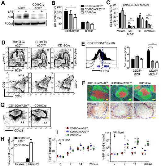 Figure 1. Conditional knockout of A20 in B cells induces severe defects in B-cell development and differentiation. (A) A20 protein expression in CD43-depleted B cells after 4-hour culture with or without 10 μg/mL LPS. (B-E) Absolute cell numbers were calculated from 5 to 7 age-matched mice per genotype. Data are mean ± SD. (B) Absolute splenocyte and B-cell numbers of the indicated genotypes. (C) Absolute cell numbers of splenic mature (B220+AA4.1−), marginal zone/marginal zone precursor (MZ; MZ-P: B220+CD1dhighCD21high), follicular (B220+AA4.1−CD1d−CD23+), and transitional (B220+AA4.1+) B cells. (D) Representative proportions of transitional (Trans: B220+AA4.1+) and mature (B220+AA4.1−) B cells of total lymphocytes (top panels) and of follicular (FO: CD1dintCD21int) and marginal zone/marginal zone precursor (MZ: CD1dhighCD21high) B cells of CD19+ B cells (bottom panels) in the spleen. (E) CD23 expression on B220+CD1dhiCD21hi B cells (left panel). Absolute cell numbers of marginal zone (B220+CD1dhiCD21hiCD23lo) and marginal zone precursor (B220+CD1dhiCD21hiCD23hi) B cells (right panel). (F) Top panels: Immunofluorescence of spleen sections: green represents αB220, B cells; red, αCD3, T cells; and blue, laminin. Bottom panels: Immunohistochemistry of spleen sections: blue represents MOMA-1, metallophilic macrophages; and brown, CD1d-expressing cells. Bar represents 100 μm. (G) Proportions of B220loCD138hi plasma blasts in splenic B cells 3 days after LPS treatment. (H) Blimp1 mRNA expression relative to porphobilinogen deaminase was determined by real-time PCR in splenic B cells 3 days after LPS treatment. (I) Antigen-specific IgM and IgG3 serum titers in response to T-independent immunizations with 10 μg NP-Ficoll determined by ELISA. Lines represent geometric means for 5 mice per experimental group. *P < .05 (1-way analysis of variance). **P < .001 (1-way analysis of variance).