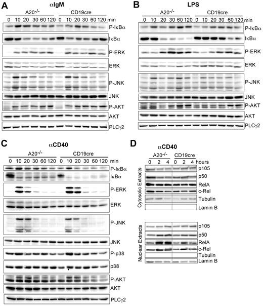 Figure 5. A20 controls canonical NF-κB activation in response to B-cell mitogens. (A-C) Western blot of whole cell lysates stimulated for the indicated time points with (A) 10 μg/mL αIgM, (B) 20 μg/mL LPS, and (C) 10 μg/mL αCD40. (D) Western blots on cytoplasmic and nuclear extracts after stimulation with αCD40. Results are representative of 2 or 3 independent experiments.