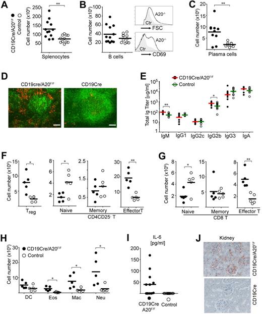 Figure 6. Splenomegaly and plasma cell hyperplasia in old BA20−/− mice. Cohort description: age range, 60 to 85 weeks; mean age of experimental group, 68 weeks; mean age of control group, 66 weeks. (A) Absolute cell numbers of splenocytes (n(BA20−/−) = 10, n(control) = 9). (B) Left panel: Absolute cell numbers of B cells (CD19+; n(BA20−/−) = 12, n(control) = 11). Right panel: Representative size and CD69 expression of splenic B220+ B cells. (C) Absolute cell numbers of splenic plasma cells (B220loCD138hi; n(BA20−/−) = 10, n(control) = 9). (D) Representative immunofluorescence analysis of plasma cells in the spleen, plasma cells (red represents αCD138), B cells (green represents αB220). Bar represents 100 μm. (E) Titers of immunoglobulin isotypes in aged mice were determined by ELISA; n(BA20−/−)= 12, n(control) = 11. (F-H) Absolute splenic cell numbers for the following cellular subsets: CD4 T cells. (F) Treg (CD4+CD25+); CD4+ naive (CD25−CD44intCD62Lhi), memory-type (CD25−CD44hiCD62Lhi), and effector T (CD4+CD44hiCD62Llo); CD8-T cells. (G) Naive (CD44intCD62Lhi), memory-type (CD44hiCD62Lhi), and effector T (CD44hiCD62Llo); myeloid cells (H): DC indicates dendritic cell (CD11c+); Eos, eosinophils (Gr1intSiglecF+); Mac, macrophages (Mac1+Gr1lo); and Neu, neutrophils (Gr1hiLy6G+). n(BA20−/−) = 5, n(control) = 5. (I) Serum IL-6 (pg/mL) in aged mice was measured by ELISA; n(BA20−/−) = 12, n(control) = 11. (J) Representative stainings of IgG immune complexes in kidneys of BA20−/− and control mice. Original magnification × 20. *P < .05 (1-way analysis of variance). **P < .001 (1-way analysis of variance).