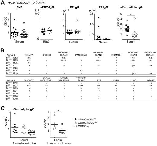Figure 7. Autoimmune manifestations in old BA20−/− mice. (A) Analysis of autoantibodies in aged mice. ANA indicates that antinuclear IgG antibodies were detected by ELISA, n(BA20−/−) = 12, n(control) = 21; αRBC-IgM, antierythrocyte IgM was detected by FACS and represented as mean fluorescence intensity, n(BA20−/−) = 8, n(control) = 4. IgG and IgM rheumatoid factor (RF) was measured by ELISA; n(BA20−/−) = 12, n(control) = 11. α-Cardiolipin IgG antibodies were detected by ELISA; n(BA20−/−) = 12, n(control) = 11. *P < .05 (2-tailed unpaired Student t test). **P < .001 (2-tailed unpaired Student t test). (B) Table depicting the self-reactivity of sera from individual BA20−/− mice against the indicated organs from Rag2−/− mice. +, ++, and +++ indicate the severity of autoreactivity; and n.s., not screened. (C) Levels of α-cardiolipin IgG autoantibodies in 3-month-old mice (left panel; n = 8 per genotype) and in 11-month-old mice (right panel; n = 5 per genotype) were detected by ELISA. *P < .05 (1-tailed unpaired Student t test).