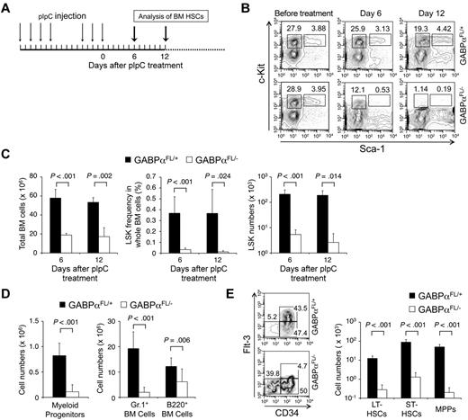 Figure 1. GABPα is required for maintaining an HSC and progenitor pool. (A) Induction of GABPα-floxed allele and experimental timeline. Mx1Cre-GABPαFL/+ and Mx1Cre-GABPαFL/− mice at 5 weeks old were injected intraperitoneally with 25 μg/g body weight of pIpC as indicated. The last day of injection was designated day 0 and BM cells were harvested on indicated days for analysis. (B) Flow cytometric analysis of LSKs and c-Kit+ myeloid progenitors in lineage-negative BM cells. BM cells were isolated on indicated days from pIpC-treated Mx1Cre-GABPαFL/+ or Mx1Cre-GABPαFL/− mice and surface-stained. Percentages of LSKs and c-Kit+ myeloid progenitors in Lin− BM cells are shown. (C) Total BM cellularity, LSK frequency and numbers. LSK frequency was expressed as percentages of BM nucleated cells. Absolute counts of total BM cells and LSKs were obtained from 2 tibias and 2 femurs in each mouse. (D) Numbers of myeloid progenitors, granulocytes, and developing B cells in the BM. BM cells were isolated from Mx1Cre-GABPαFL/+ or control mice during 6-12 days after pIpC treatment, and stained for Lin−c-Kit+ myeloid progenitors, Gr.1+, and B220+ cells. The absolute counts were from 2 hind limbs as in panel C. (E) Analysis of LT-HSC, ST-HSC, and MPP subsets in LSKs. LSK cells were fractionated based on CD34 and Flt3 expression, and the percentage of each subset was shown in the flow cytometric profile (left panel). Absolute count of each subset was shown in the right panel. All flow cytometric data are representative of at least 3 independent experiments with similar results, and bar graphs are means ± standard deviation (SD) of pooled results (n ≥ 6). Statistical significance was calculated using the Student t test, with P values shown in each relevant panel.