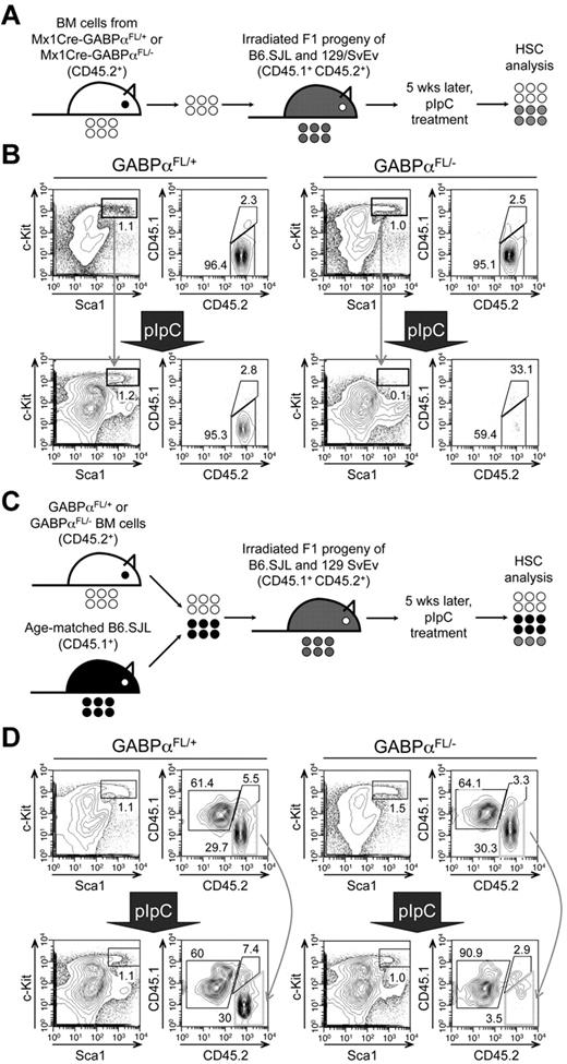 Figure 3. Cell autonomous requirements for GABPα in maintaining HSCs. (A) Schematic showing the experimental design for induced GABPα inactivation in preestablished BM chimeras. The GABPα-floxed animals were previously generated in 129/SvEv embryonic stem cells and were crossed to C57BL/6 strains (WT or Mx1Cre transgenic) for 4 generations. To avoid potential rejection of BM grafts, the F1 progeny of B6.SJL and 129/SvEv crossing was used as hosts for generation of BM chimeras. The F1 hosts expressed both CD45.1 and CD45.2 congenic markers, whereas the donor-derived cells were positive for CD45.2 only, allowing direct distinguishing of the cell origins in the BM chimeras. (B) BM cells from Mx1Cre-GABPαFL/+ or Mx1Cre- GABPαFL/− were injected into irradiated F1 progeny to establish BM chimeras, and the LSK cells were largely of donor origin (CD45.2+ > 95%, top panels). The BM chimeras were treated with pIpC as in Figure 1A, and 9 days after the last pIpC injection, the LSK population and its origin were analyzed (bottom panels). Note that LSKs from pIpC-treated Mx1Cre-GABPαFL/− BM chimeras were significantly diminished, and a substantial portion of the remaining LSKs was of host origin. (C) Experimental design for induced GABPα inactivation in the presence of WT reference cells. (D) BM cells from Mx1Cre-GABPαFL/+ or Mx1Cre-GABPαFL/− were mixed with those from B6.SJL at 1:1 LSK ratio and injected into irradiated F1 progeny to establish mixed BM chimeras (top panels). The hosts were treated with pIpC as in panel B and analyzed for LSK frequency and origin. All data are representative of 3 independent experiments with similar results.