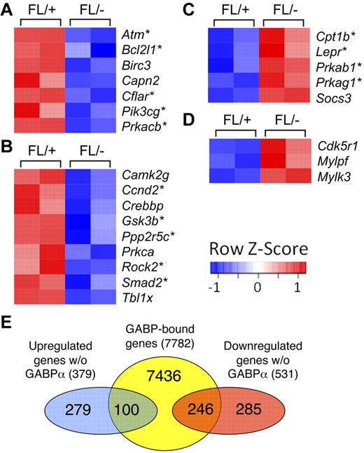 Figure 5. Pathway analysis of differentially expressed genes because of GABPα ablation in HSCs. (A-D) Flt3−LSKs were sorted from bone marrow cells of 2 pairs of Mx1Cre-GABPαFL/− and control mice and subjected to microarray analysis using GeneChip Mouse GENE 1.0 ST arrays. Genes exhibited significant expression changes (> 1.5 fold and P < .05) were analyzed using pathway analysis tools in DAVID bioinformatics resources. Heatmaps of genes in each pathway are shown. Color-coded scale bar indicates Z-score values, denoting number of standard deviations from the mean in each row. Asterisks denote genes containing GABP binding within 2 kb of their TISs as identified by ChIP-Seq. (A) KEGG apoptosis pathway. (B) KEGG Wnt signaling pathway. (C) BioCarta adipocytokine signaling pathway. (D) Rac1 cell mobility signaling pathway. (E) Venn diagram showing the overlap of GABP-bound genes and down-regulated or up-regulated genes because of GABPα deficiency.