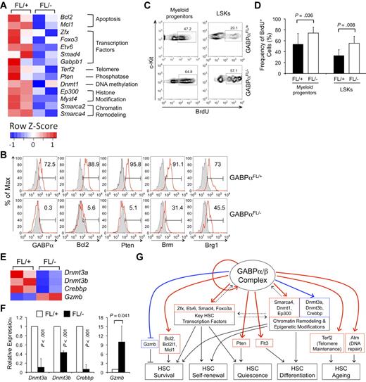 Figure 7. Validation of GABP target genes and predicted role of GABP in maintaining HSC quiescence. (A) Heatmaps of select GABP-activated direct target genes from the transcriptomic analysis. Color-coded scale bars denote Z-scores. Validation of GABP binding and transcript changes of all these genes is summarized in Table 1. (B) Validation of expression changes of select genes on protein levels. BM cells from pIpC-treated mice were sequentially surface-stained and intracellularly stained with fluorochrome-conjugated antibodies against GABPα, Bcl-2, Pten, Brm, or Brg1. The expression of each protein in LSKs is shown in red lines, with shaded histograms denoting isotype controls. For GABPα and Pten staining, self-conjugated normal rabbit IgG was used as an isotype control, and for Brm and Brg1 staining, self-conjugated normal goat IgG was as an isotype control. The values in histograms indicate the percentages of LSKs expressing indicated proteins. Data are representative from 3 independent experiments analyzing 3-6 pairs of Mx1Cre-GABPαFL/− and control mice. (C) Proliferation status in myeloid progenitors and LSK cells. Four to 6 days after pIpC treatment, Mx1Cre-GABPαFL/+ and Mx1Cre-GABPαFL/− mice were pulsed with BrdU via intraperitoneal injection for 18 hours. BM cells were surface-stained followed by intracellular detection of BrdU uptake. The percentage of BrdU+ cells in each subset is shown. (D) Increased proliferation of GABPα-deleted LSKs and myeloid progenitors. Data were pooled results from 3 independent experiments with 5 mice of each genotype analyzed. (E) Heatmaps of select genes that do not have GABPα binding within 2 kb of TISs but are affected in expression by GABPα deficiency. Color-coded scale bars showing Z-scores are the same as in panel A. The gene-expression changes were validated by quantitative RT-PCR in panel F. (G) Proposed model for the roles of GABP in regulating HSC activity. A GABP-controlled gene regulatory module in HSCs is illustrated, showing GABP auto-regulation, potential interregulation with other key transcription factors and epigenetic modification molecules, and coregulation of downstream effector genes involved in HSC survival, self-renewal, quiescence, and differentiation. Solid red and blue lines denote direct and indirect regulatory connection confirmed in this study, respectively. Dashed lines denote possible interaction in the regulatory module. Solid black lines are regulatory roles based on literature. Arrows indicate positive regulation, and lines ending in bars indicate negative regulation.