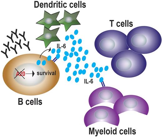 A20 loss in B cells promotes cell survival and the establishment of an inflammatory microenvironment. Constitutive NFkB signaling in B cells lacking A20 induces expression of prosurvival genes, such as BclXL, and up-regulation of proinflammatory cytokines, such as IL-6, which, in turn, stimulate the growth of immune cells. In the presence of such inflammatory conditions, chronically stimulated autoreactive B cells and plasma cells produce auto-antibodies causing autoimmune disease.