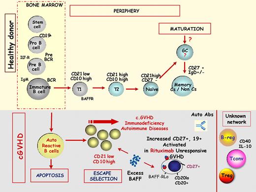 B-cell homeostasis in chronic GVHD. The top part of the figure schematizes the physiologic B-cell maturation from bone marrow to the peripheral blood of main B-cell subsets. BCR indicates B-cell receptor; Il7-R, interleukin 7 receptor; T1, transitional 1 B cell; T2, transitional 2 B cell; Cs, class switch; and GC, germinal center. The bottom part of the figure schematizes the current knowledge of these B-cell subsets in the pathophysiology of chronic GVHD. Breg indicates B regulatory cells; Treg, T regulatory cells; Tconv, conventional T cells; and BAFF, B cell activation factor.