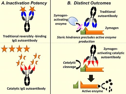 Functional outcomes because of production of traditional and catalytic autoantibody. (A) The traditional IgG autoantibody binds 2 molecules of the autoantigen reversibly (top), whereas the catalytic autoantibody turns over repeatedly and can cleave thousands of autoantigens molecules over its lifetime in the blood (bottom). The inactivation of several autoantigens by catalytic autoantibodies has been described. (B) Reversibly binding autoantibodies can sterically mask the cleavage site in a zymogen, inhibiting its fragmentation by the zymogen-activating enzyme (top). In contrast, the catalytic autoantibodies described by Wootla et al themselves serve as the FIX zymogen-activating enzymes, resulting in the generation of the enzymatically active FIX fragment that in turn catalyzes FX activation (bottom).